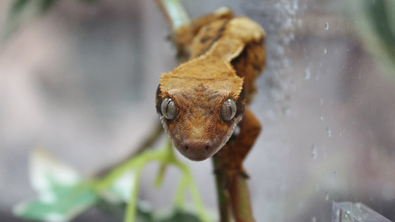 Back Road Reptiles and Exotics Expo