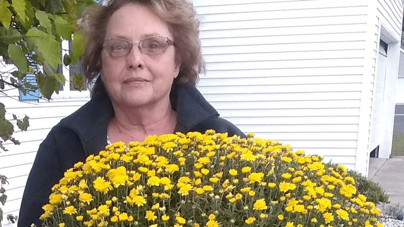 Ethel Mathias recommends the Chrysanthemums @ Garden Central