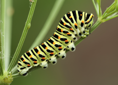 Monarch caterpillars photo