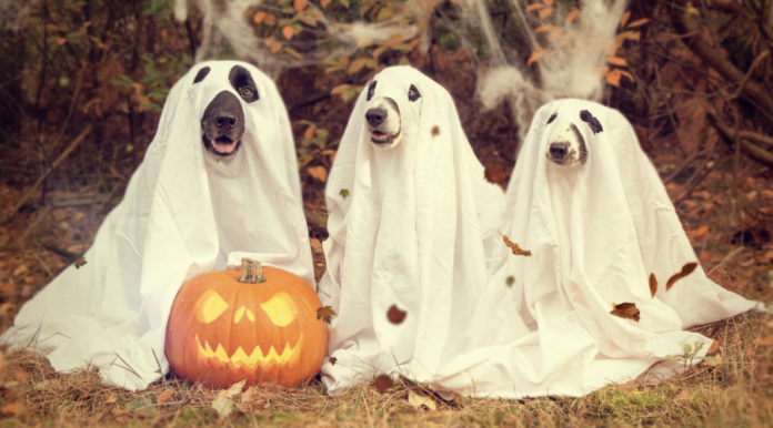dogs