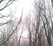 Snow covered path in the woods.