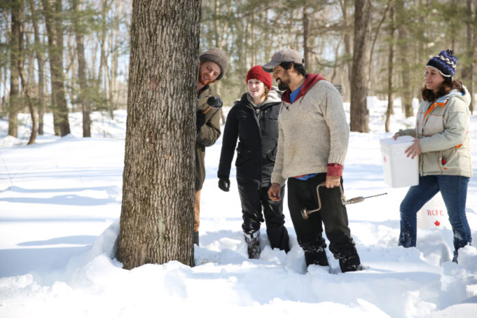 Small group of people tapping a maple tree.